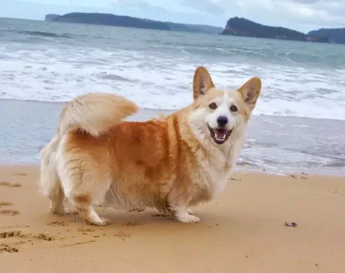 귀가 처진 댕댕이도 꼬리가 긴 댕댕이도 이렇게 사랑스러워요! (강아지 단이 단미에 대한 글) | 인스티즈
