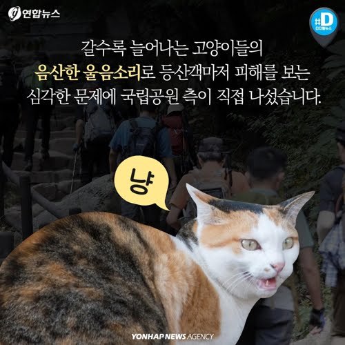 북한산을 접수한 고양이들...jpg | 인스티즈