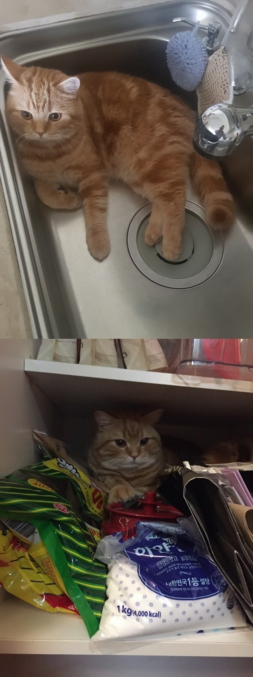 무조건 들어간다냥 (엠팍인이 키우는 고양이) | 인스티즈
