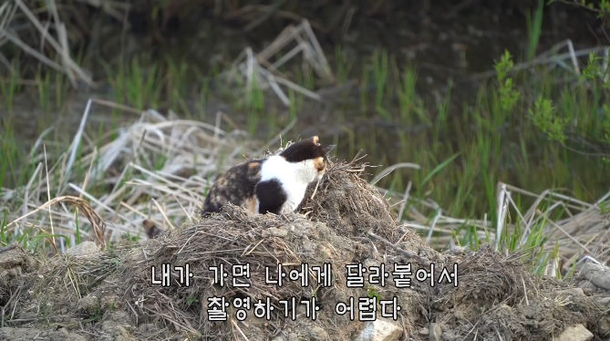 haha ha네 삼색이네 가족은 자기들끼리 노는게 제일 행복하고 재미있어 보임 | 인스티즈