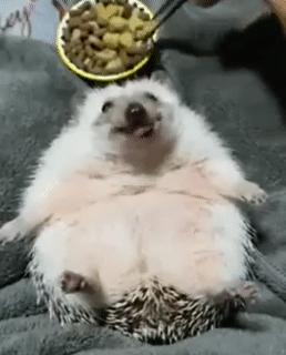 누워서 받아먹는 고슴도치.gif | 인스티즈