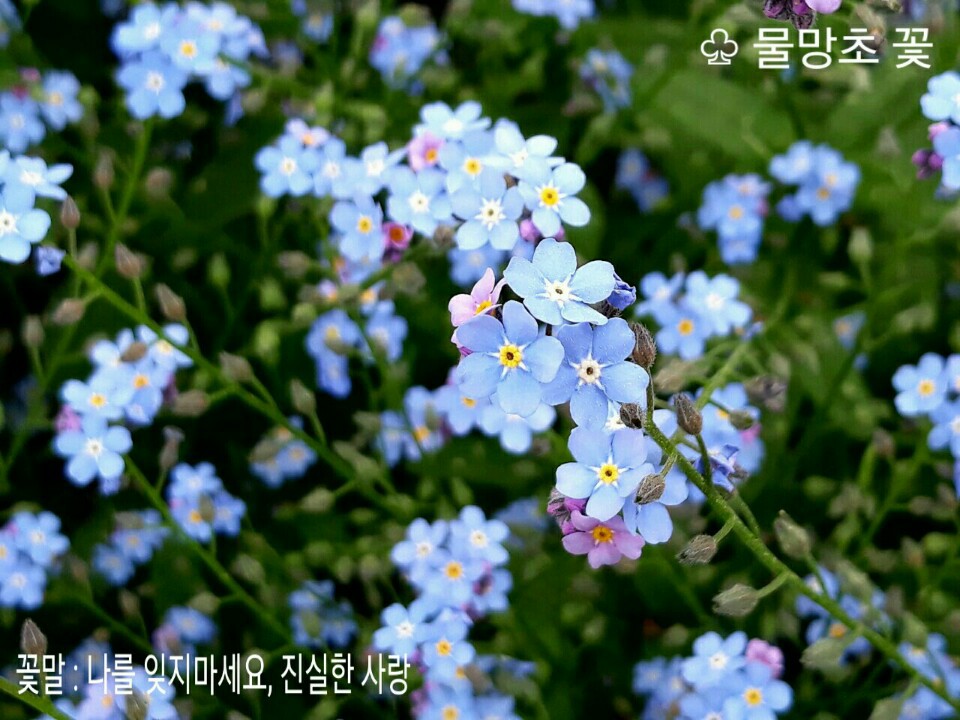 물망초 이미지