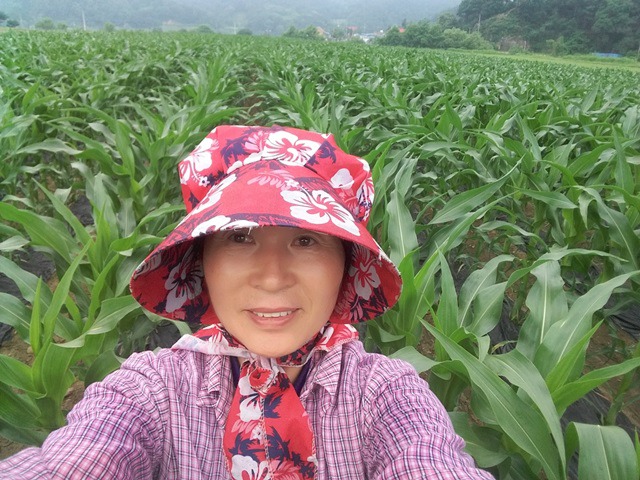 옥수수밭 이미지