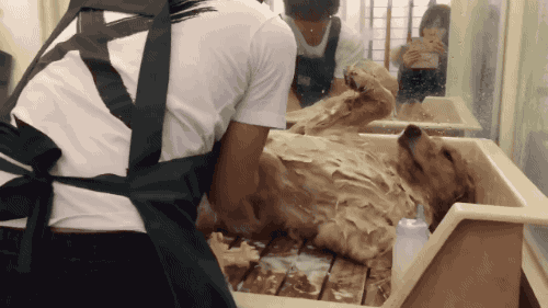 목욕하는 인절미.....gif | 인스티즈