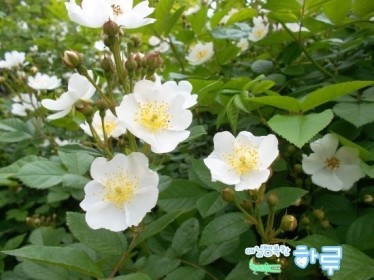 꽃님이 이미지